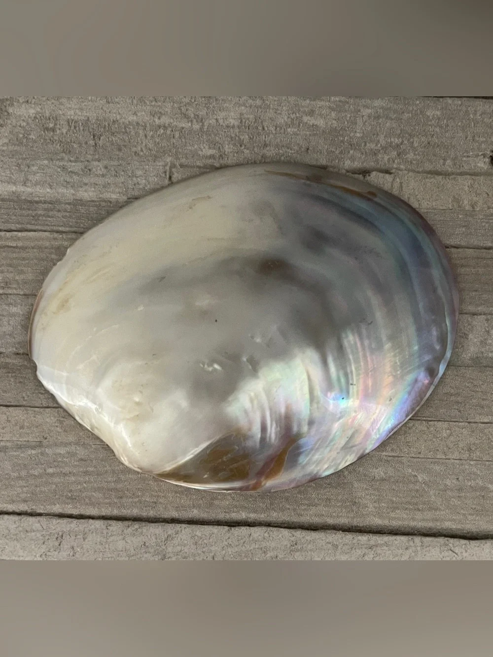 Natural Abalone Shell Dish Jewelry Tray- Iridescent Pearl Tones